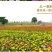 野花组合种子，花海庭院绿化四季开花，花卉种子批发，花种子