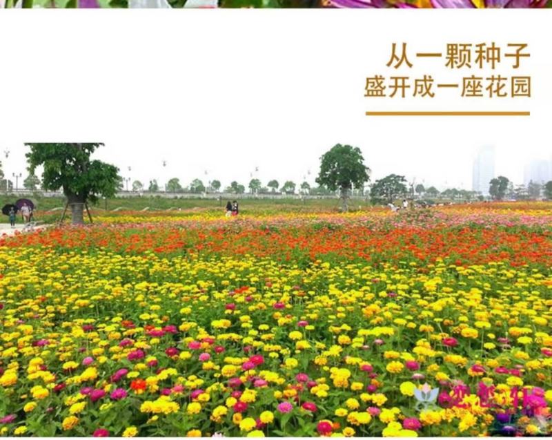 野花组合种子，花海庭院绿化四季开花，花卉种子批发，花种子