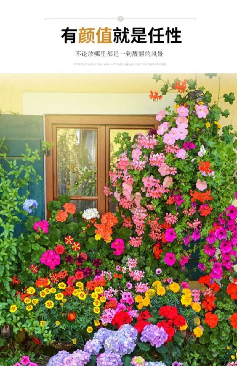 野花组合种子，花海庭院绿化四季开花，花卉种子批发，花种子