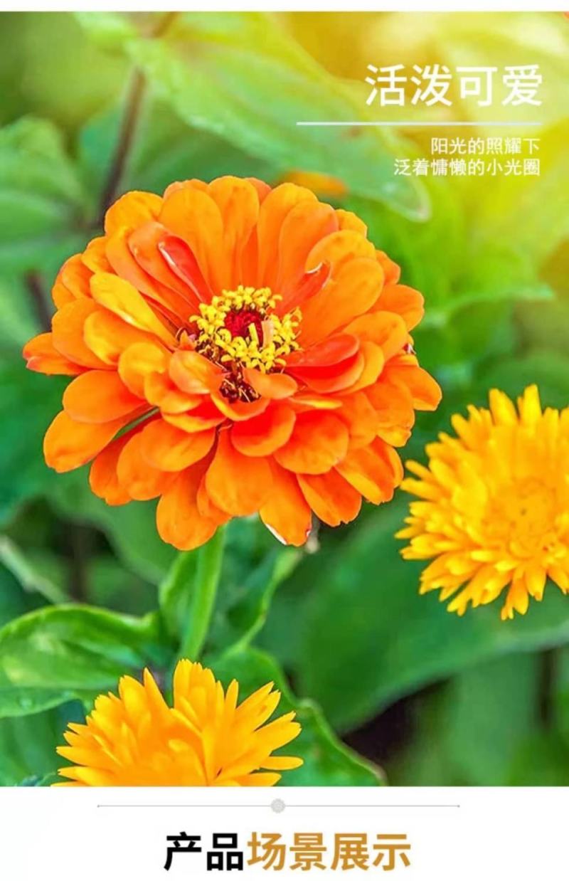 野花组合种子，花海庭院绿化四季开花，花卉种子批发，花种子