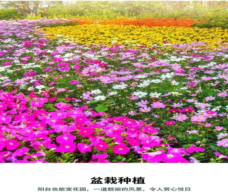 野花组合种子，花海庭院绿化四季开花，花卉种子批发，花种子