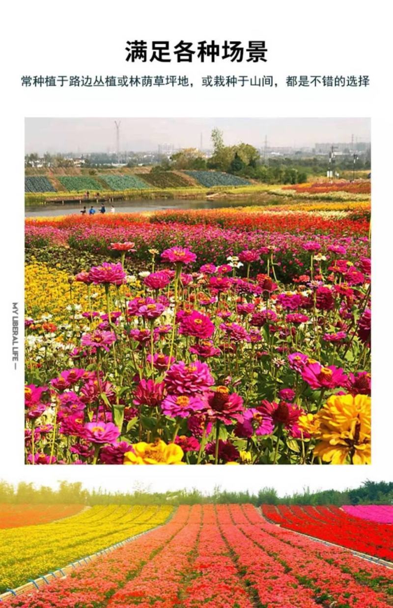 野花组合种子，花海庭院绿化四季开花，花卉种子批发，花种子