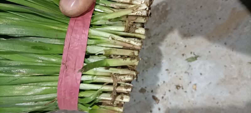 【韭菜】梁山红根韭菜大量上市量大质优价格优惠一手货源