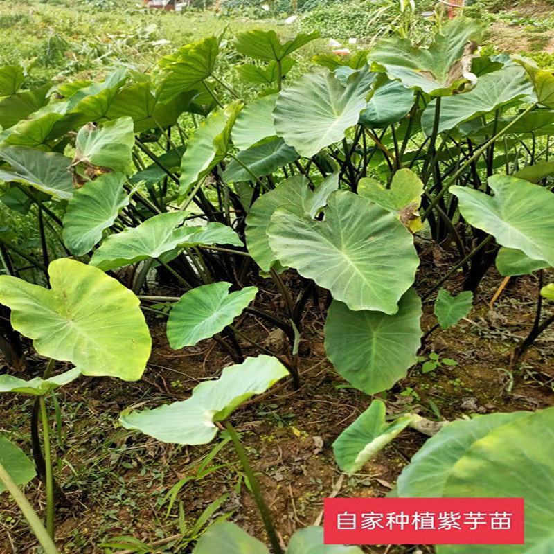 大山野紫芋