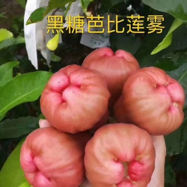 莲雾种苗黑金刚苗，大叶红苗，黑糖芭比莲雾嫁接树苗