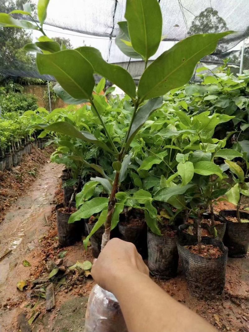 莲雾种苗黑金刚苗，大叶红苗，黑糖芭比莲雾嫁接树苗