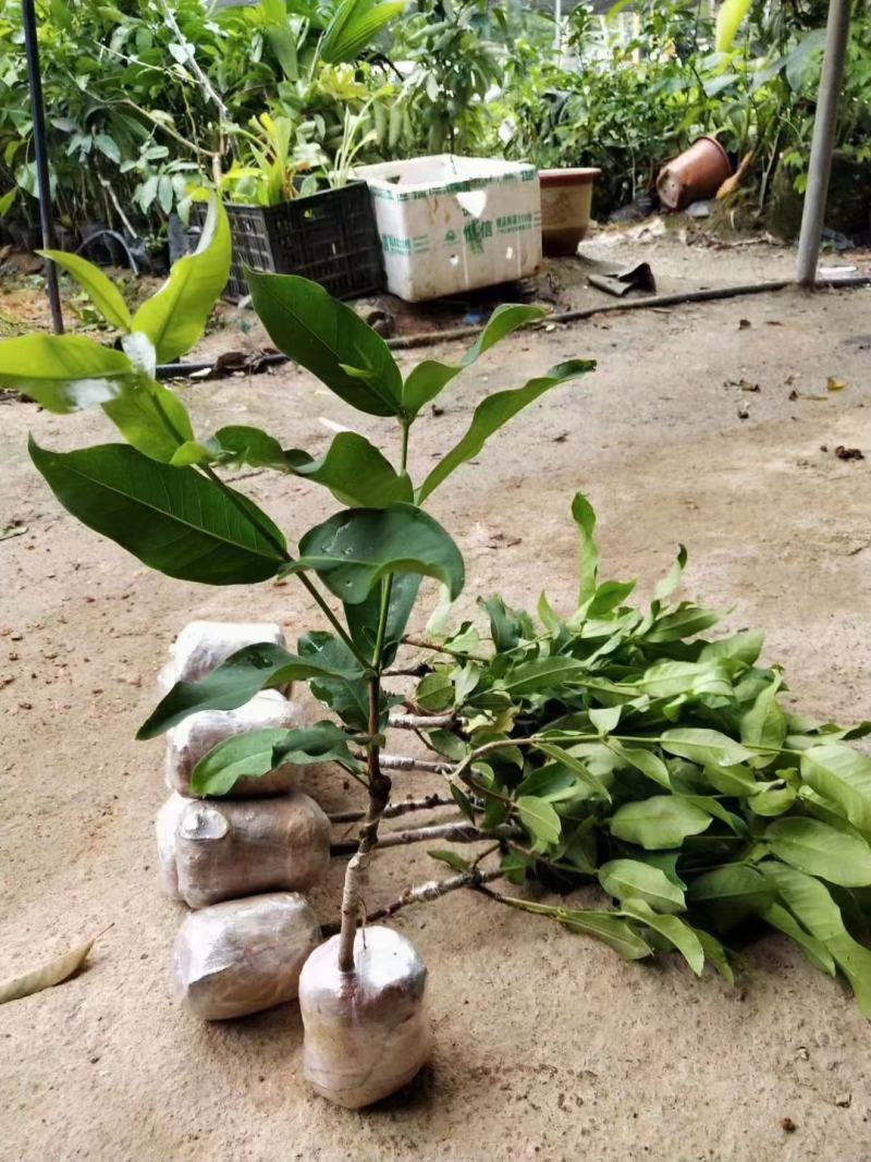 莲雾种苗黑金刚苗，大叶红苗，黑糖芭比莲雾嫁接树苗