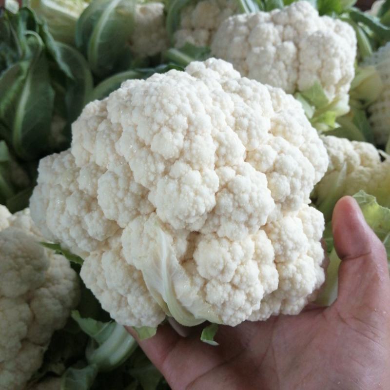 精品菜花一手货源现货速发万亩基地可视频看货