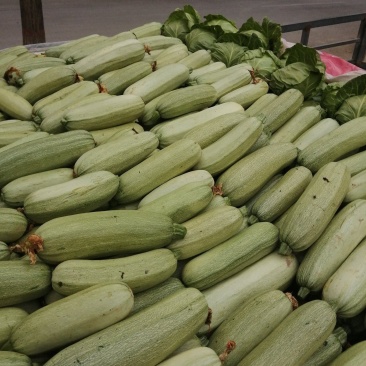精品葫芦一手货源产地直发万亩基地可视频看货