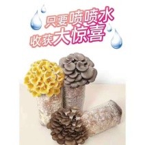 】家庭蘑菇菌包食用菌室内蘑菇种植菌棒种子菌种菌