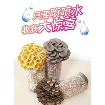 】家庭蘑菇菌包食用菌室内蘑菇种植菌棒种子菌种菌