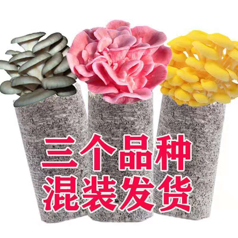 】家庭蘑菇菌包食用菌室内蘑菇种植菌棒种子菌种菌