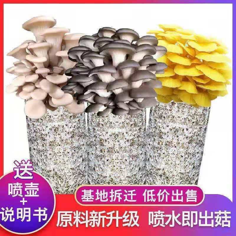 】家庭蘑菇菌包食用菌室内蘑菇种植菌棒种子菌种菌