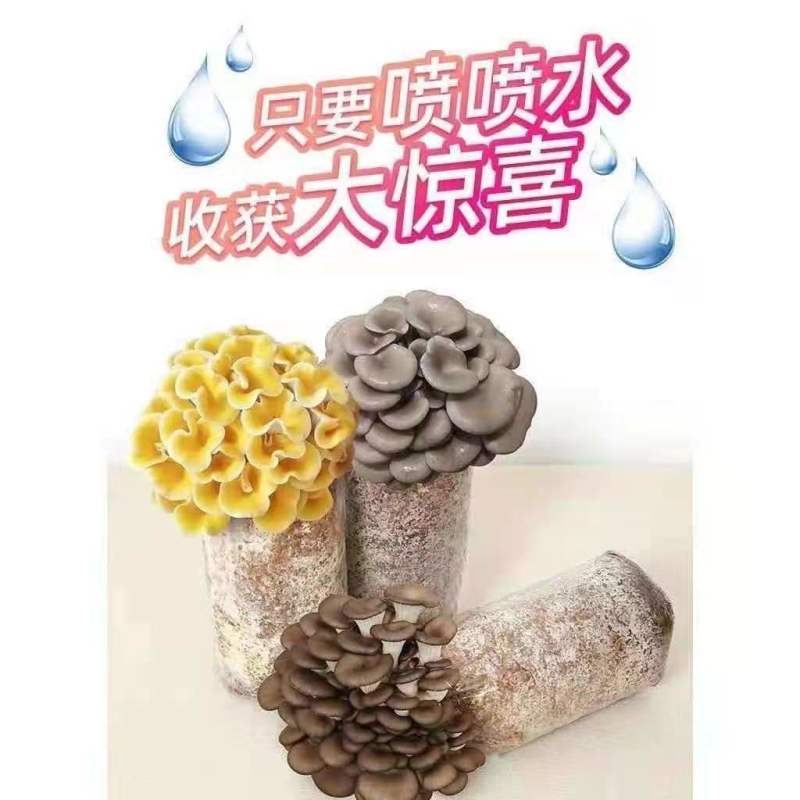 】家庭蘑菇菌包食用菌室内蘑菇种植菌棒种子菌种菌