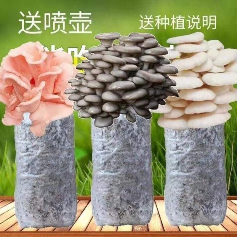 】家庭蘑菇菌包食用菌室内蘑菇种植菌棒种子菌种菌
