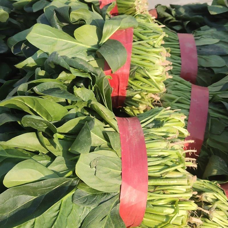 优质大菠菜25-27公分，做工仔细，新鲜直达！