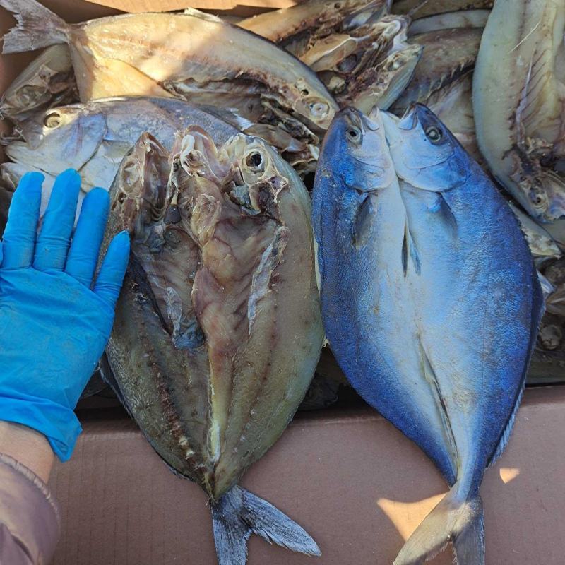 黄金鲅鱼腌制咸鱼干，开背去内脏可视频看货一手货源无差价