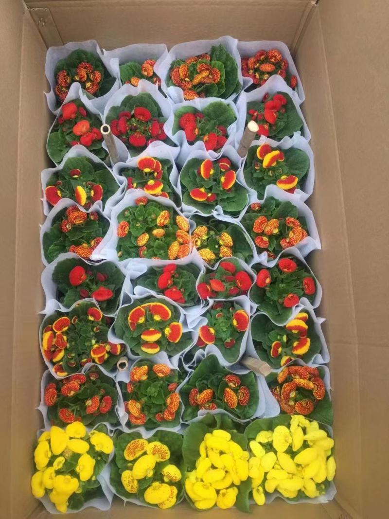 荷包花盆栽，盆栽蒲包花，可绿化租摆，青州花卉市场批发