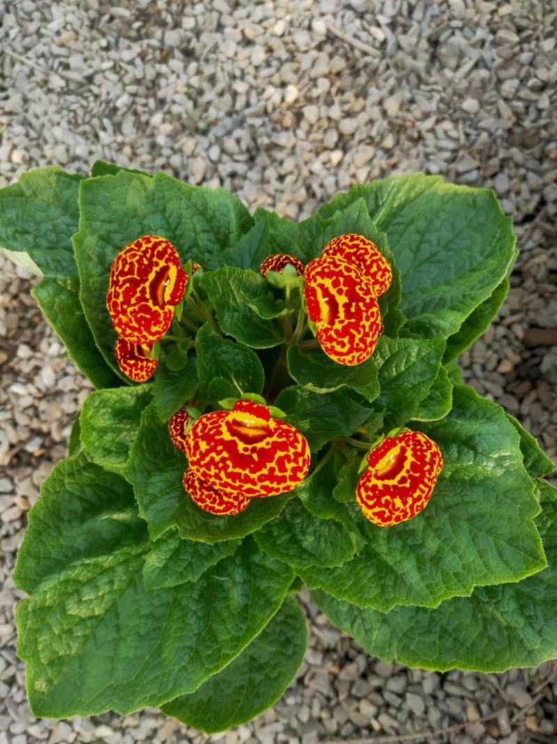 荷包花盆栽，盆栽蒲包花，可绿化租摆，青州花卉市场批发