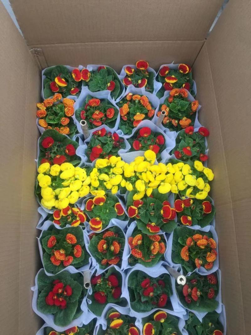荷包花盆栽，盆栽蒲包花，可绿化租摆，青州花卉市场批发