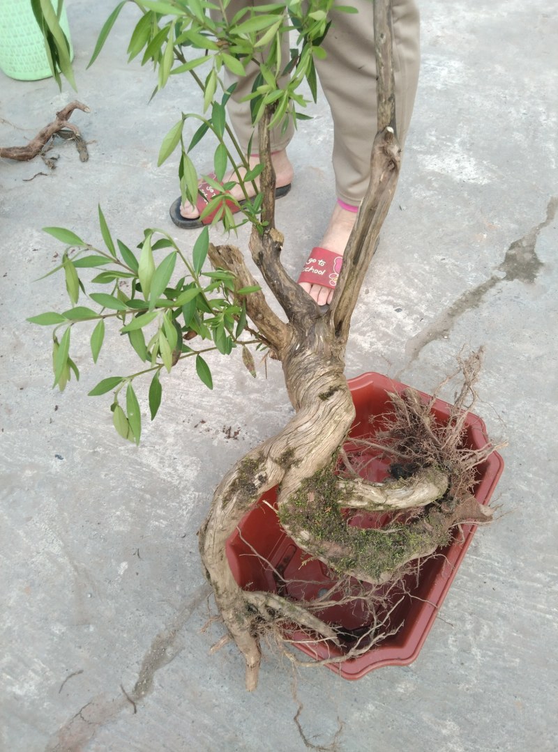 各种奇形怪状树桩，火棘，水杨梅，金蛋子，大小都有货。