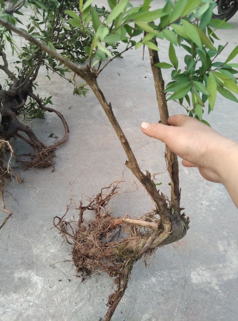 各种奇形怪状树桩，火棘，水杨梅，金蛋子，大小都有货。