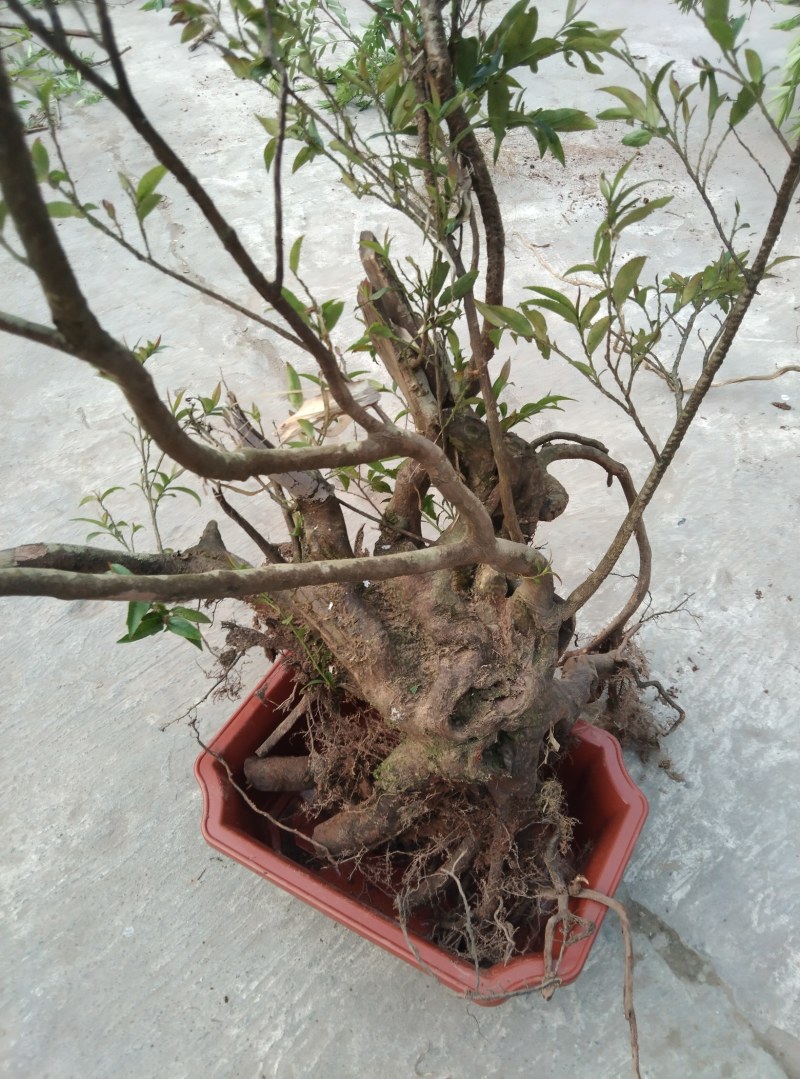各种奇形怪状树桩，火棘，水杨梅，金蛋子，大小都有货。