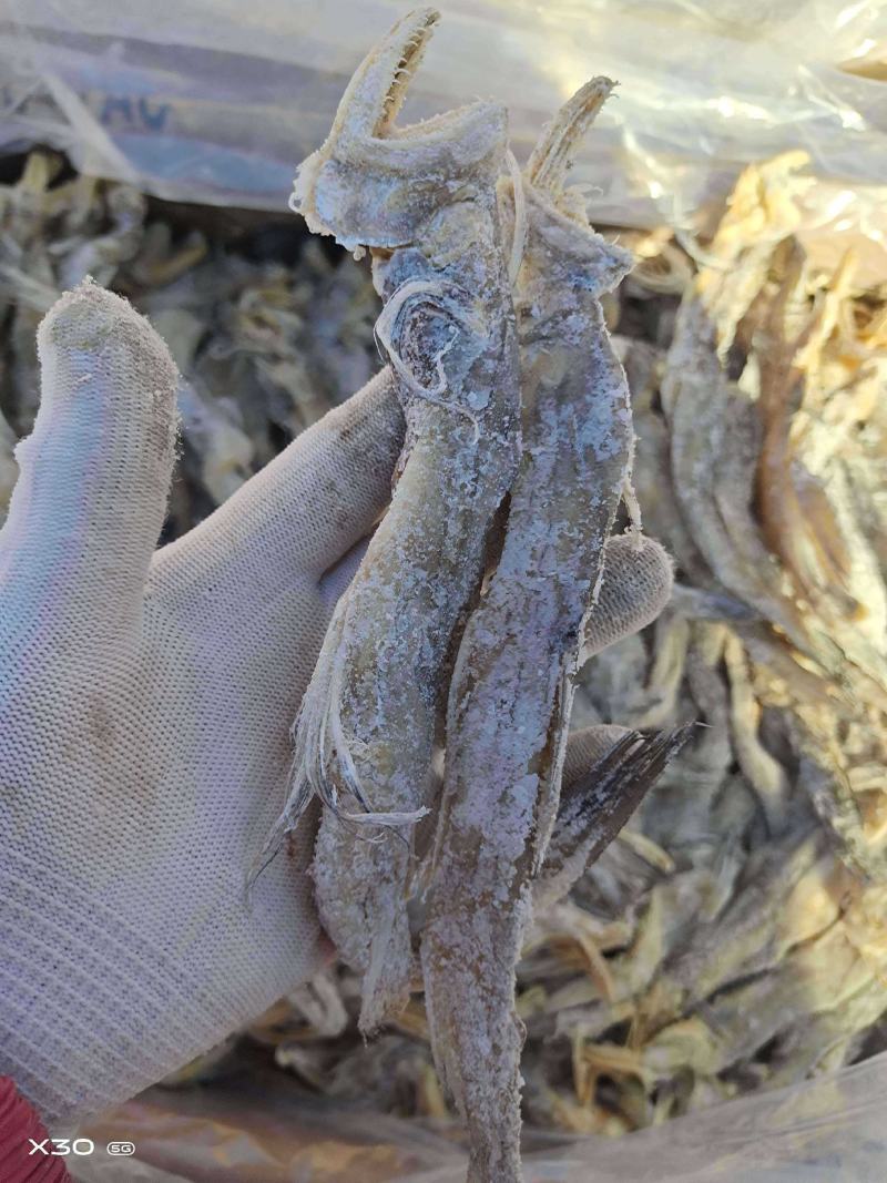 龙头鱼！腌制咸鱼干6/7成干度常年有货一手货源大量现货