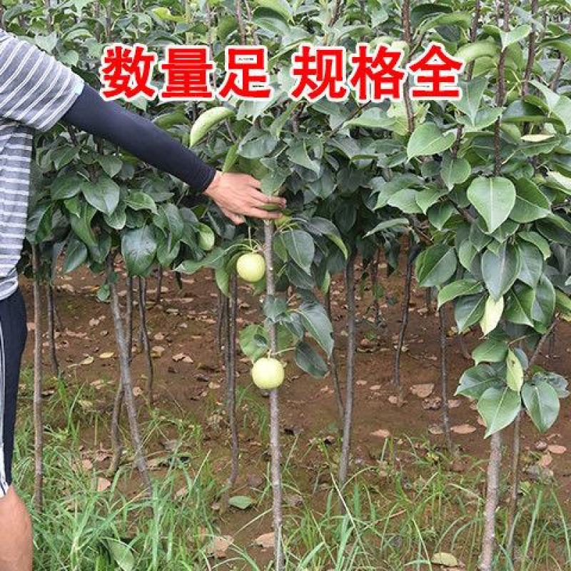 早熟晚熟梨树苗秋月柱状梨翠冠黄冠太婆梨树苗