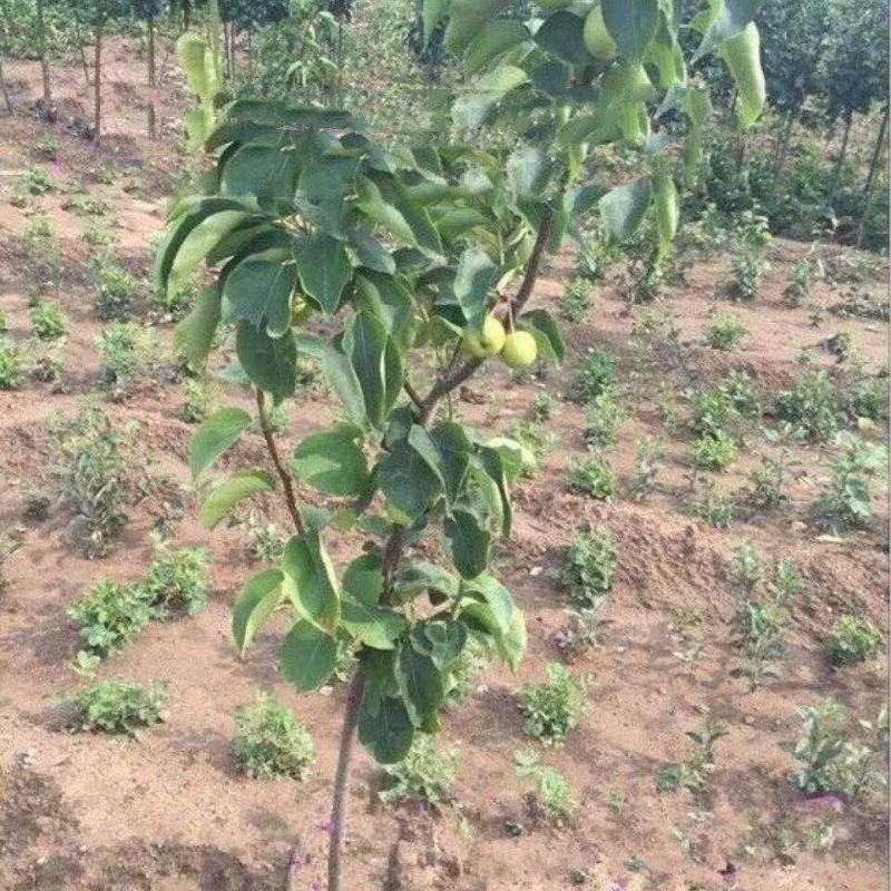 早熟晚熟梨树苗秋月柱状梨翠冠黄冠太婆梨树苗