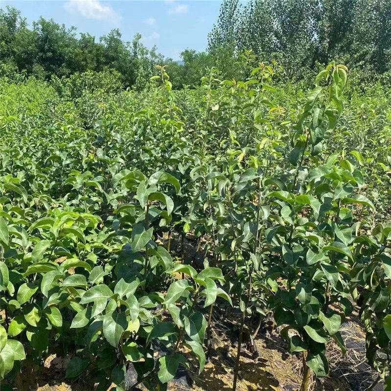 早熟晚熟梨树苗秋月柱状梨翠冠黄冠太婆梨树苗