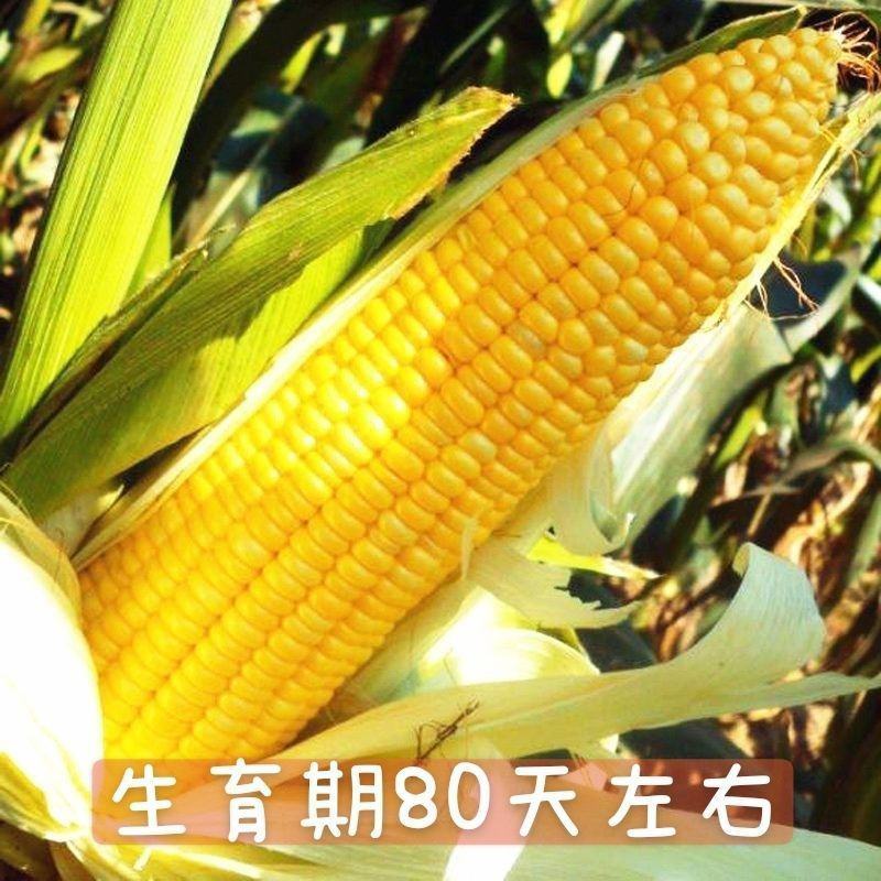 黄金香玉米种子黄金甜粘糯大棒玉米皮薄糯甜糯玉米种子