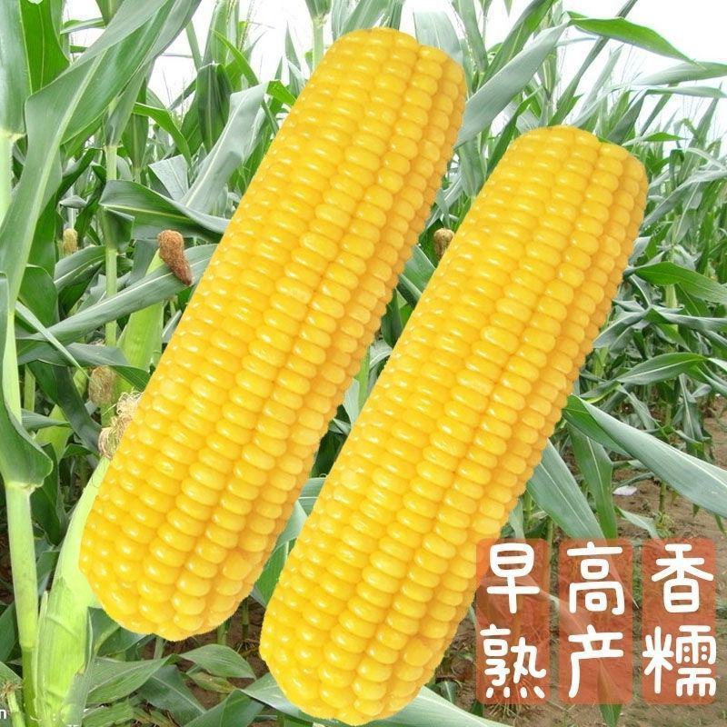 黄金香玉米种子黄金甜粘糯大棒玉米皮薄糯甜糯玉米种子