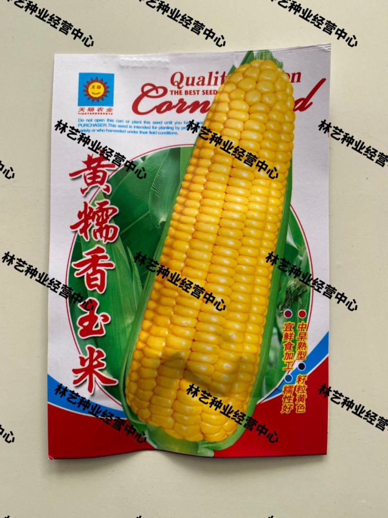 黄金香玉米种子黄金甜粘糯大棒玉米皮薄糯甜糯玉米种子