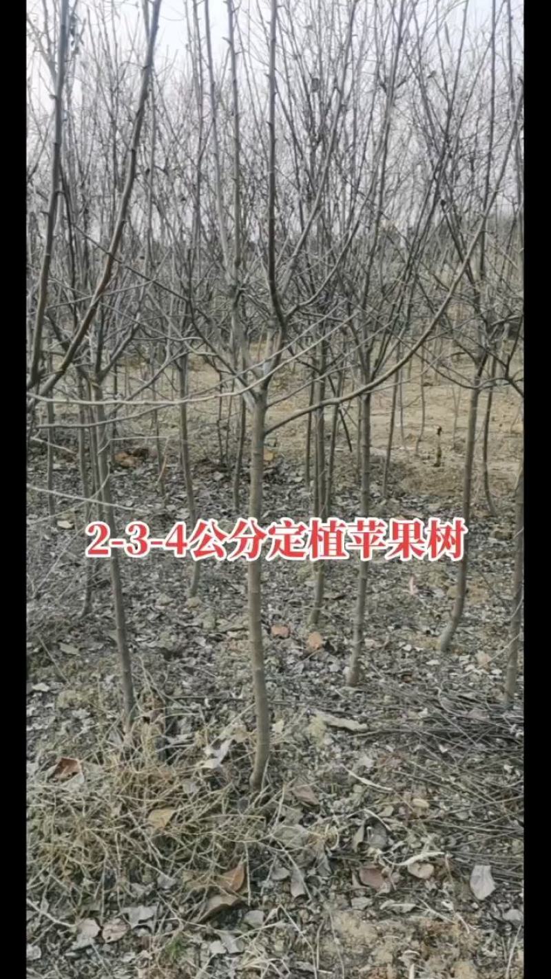 苹果苗1-3公分优质苹果苗便宜处理3-15公分工程苗