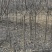 苹果苗1-3公分优质苹果苗便宜处理3-15公分工程苗