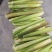 精品茭白，专注水八仙十几年，品质保障，诚信经营