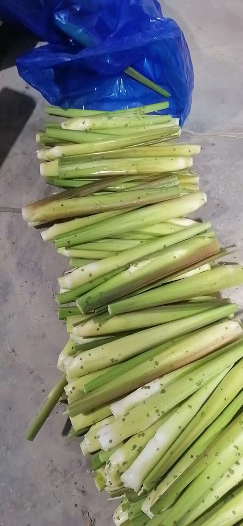 精品茭白，专注水八仙十几年，品质保障，诚信经营