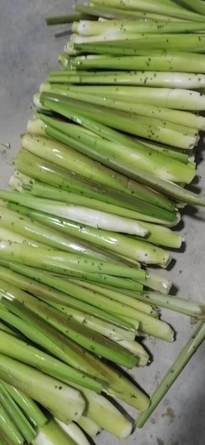 精品茭白，专注水八仙十几年，品质保障，诚信经营