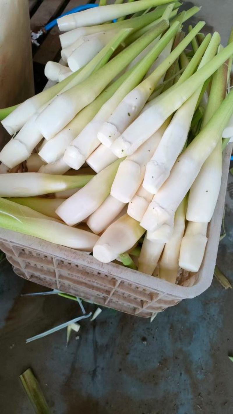 精品茭白，专注水八仙十几年，品质保障，诚信经营