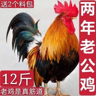 【散养两年老公鸡】正宗农村老公鸡现杀新鲜鸡肉土鸡柴鸡走地