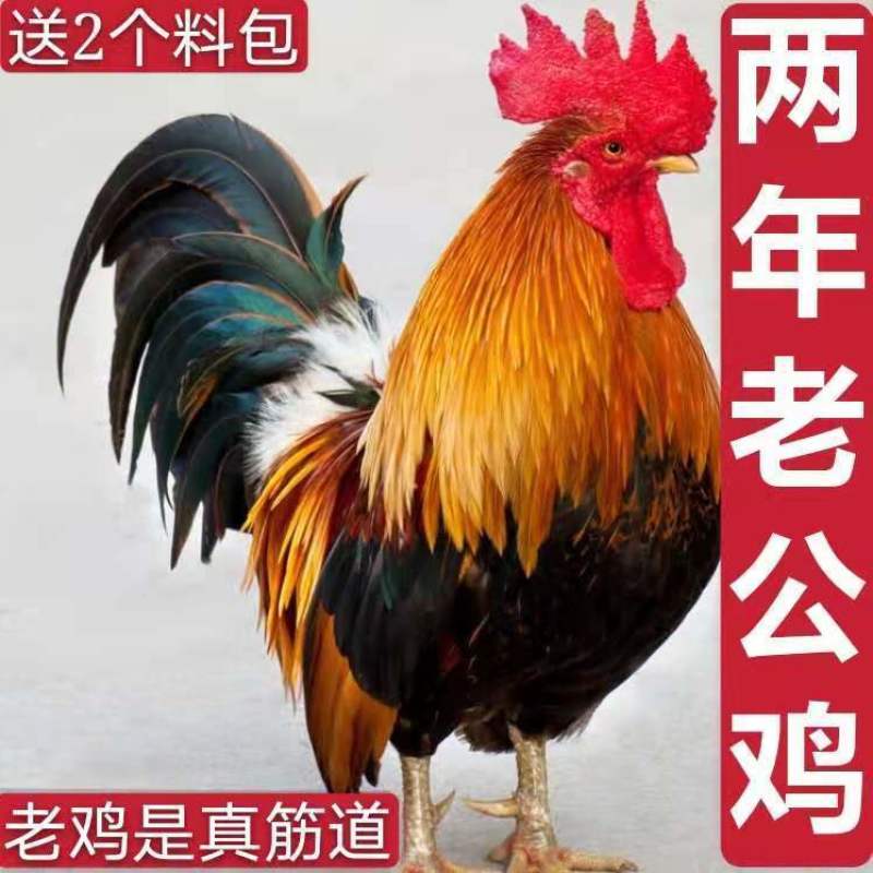 【散养两年老公鸡】正宗农村老公鸡现杀新鲜鸡肉土鸡柴鸡走地