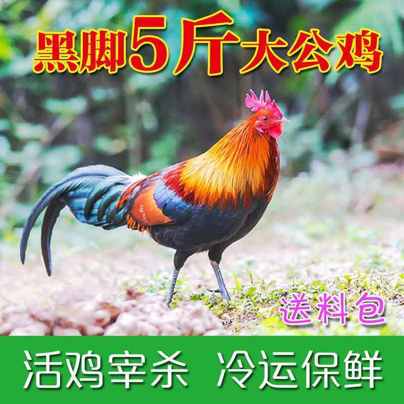 【散养两年老公鸡】正宗农村老公鸡现杀新鲜鸡肉土鸡柴鸡走地