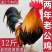 【散养两年老公鸡】正宗农村老公鸡现杀新鲜鸡肉土鸡柴鸡走地
