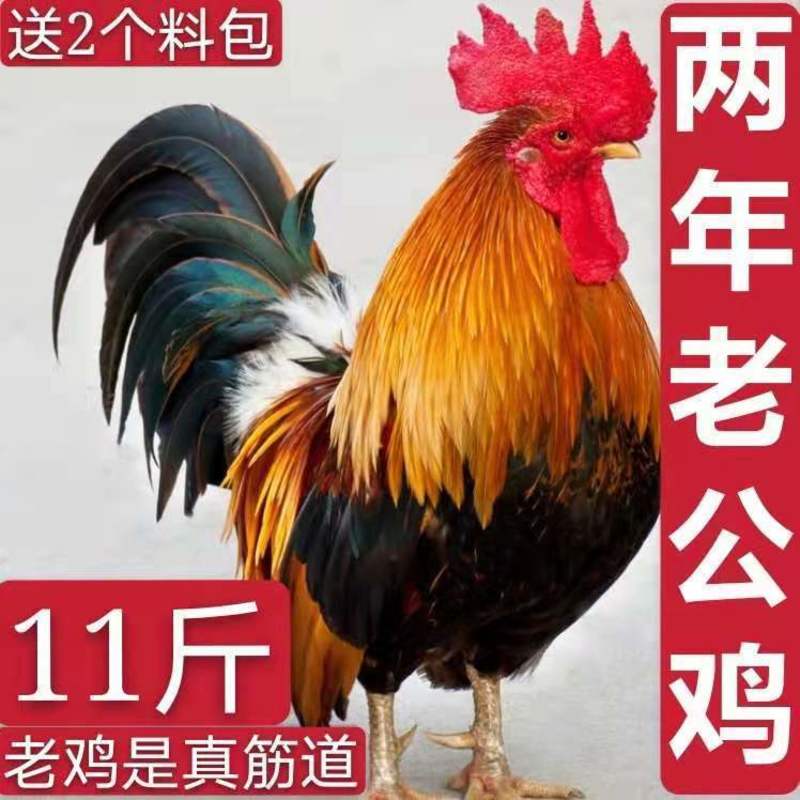 【散养两年老公鸡】正宗农村老公鸡现杀新鲜鸡肉土鸡柴鸡走地