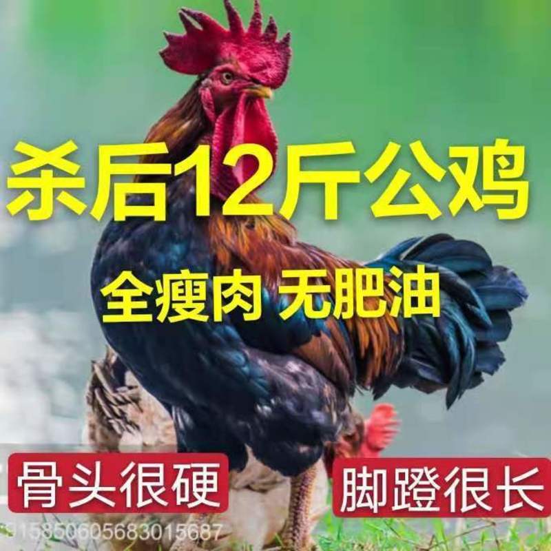 【散养两年老公鸡】正宗农村老公鸡现杀新鲜鸡肉土鸡柴鸡走地