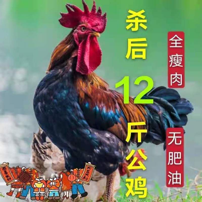 【散养两年老公鸡】正宗农村老公鸡现杀新鲜鸡肉土鸡柴鸡走地