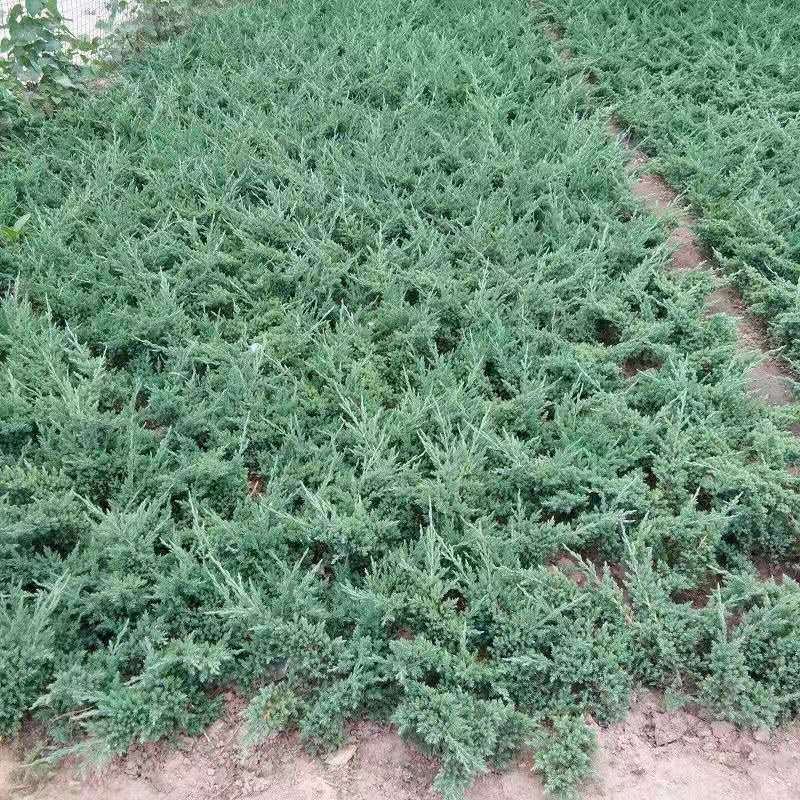 包邮优质地柏苗铺地柏沙地柏小苗盆景造型素材大量出售现货