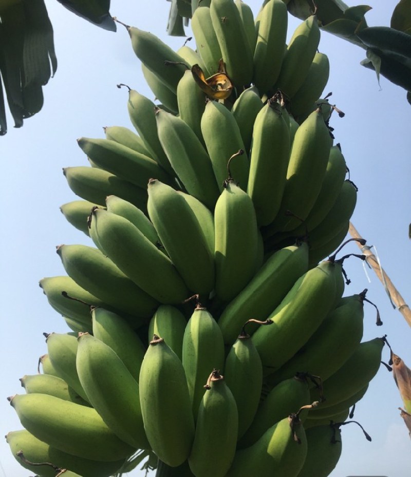粉蕉