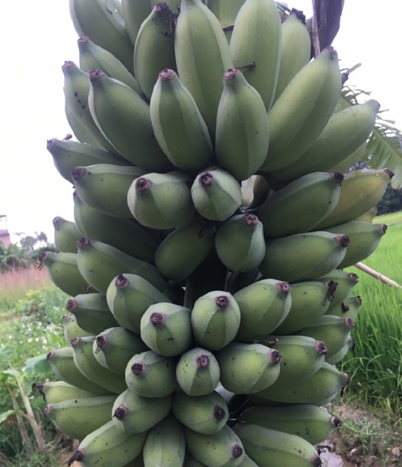 粉蕉